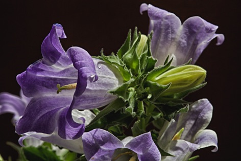 Campanule